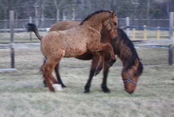 American Bashkir Curly Horse